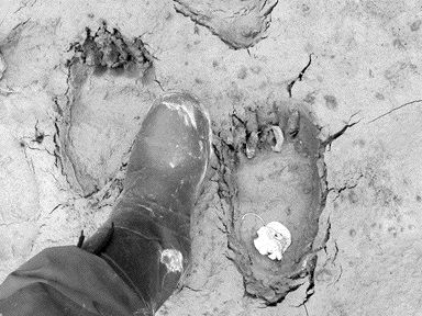 We're not alone. A NovaGold employee provides a size comparison against some bear prints at the company's Galore Creek copper-gold-silver project, 150 km northeast of Stewart, B.C.