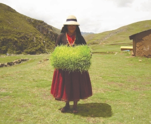 In an effort to strengthen relations with the locals at its Las Bambas project in Peru, Xstrata Copper has established programs to teach local farmers more effective cultivation techniques.