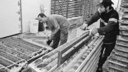 Stacking core samples at Osisko Mining's Canadian Malartic gold project, near Val d'Or, Que.