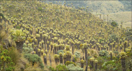 A paramo, a unique Alpine meadow ecosystem, mostly found in Colombia. Photo by Paul Harris