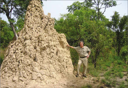 Termites, Ants Dig Up Gold And Mineral Deposits - Asian Scientist
