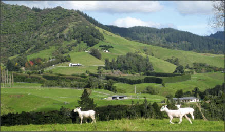 Grazing on Glass Earth Gold's Muirs Reef gold project in New Zealand. Photo by Glass Earth Gold