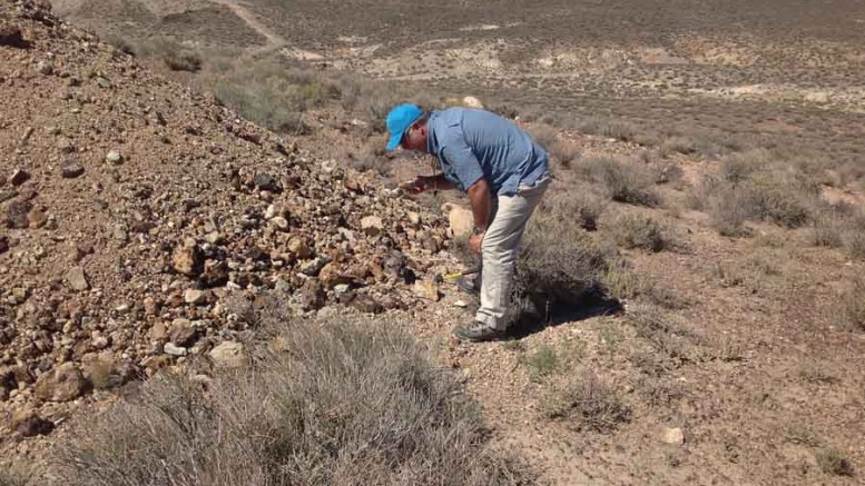 Kelly Cluer, Altan Nevada's director of exploration, inspects a sample at the Radar gold-silver property in Nevada. Photo by Matthew Keevil.