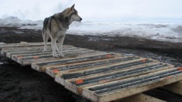 A dog stands on drill core at the Hackett River project in Nunavut. Source: Sabina Gold & Silver