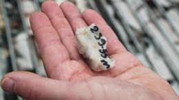 A drill sample showing visible gold at Roxgold's Yaramoko property in Burkina Faso. Credit: Roxgold