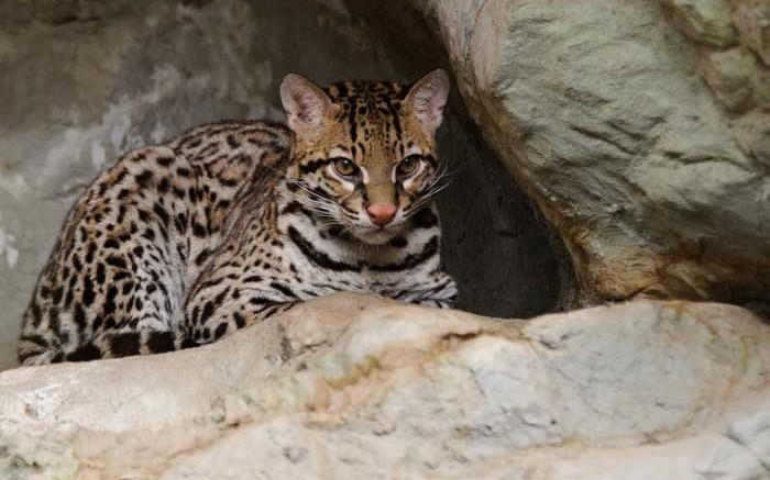 An ocelot in Texas, similar to the one spotted in Arizona's Santa Rita Mountains near Augusta Resource's Rosemont copper project. Photo by Eric Kilby.