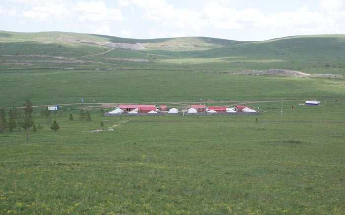 mongolian grass