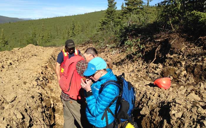 Kaminak Gold president and CEO Eira Thomas examines rock from a trench at the Coffee gold project in the Yukon. Credit: Kaminak Gold