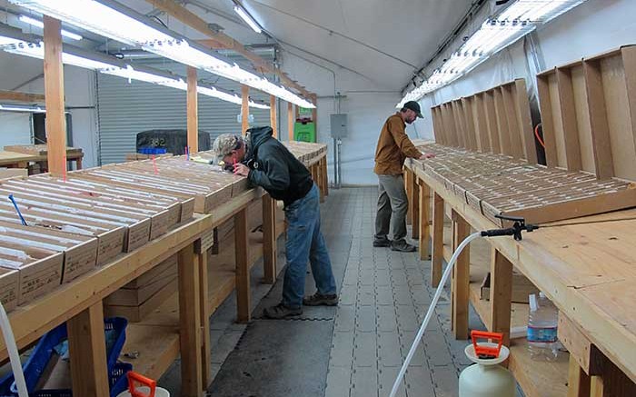 Geologists inspect samples inside the core tent at Corvus Gold's North Bullfrog gold-silver project in Nevada. Source: Corvus Gold
