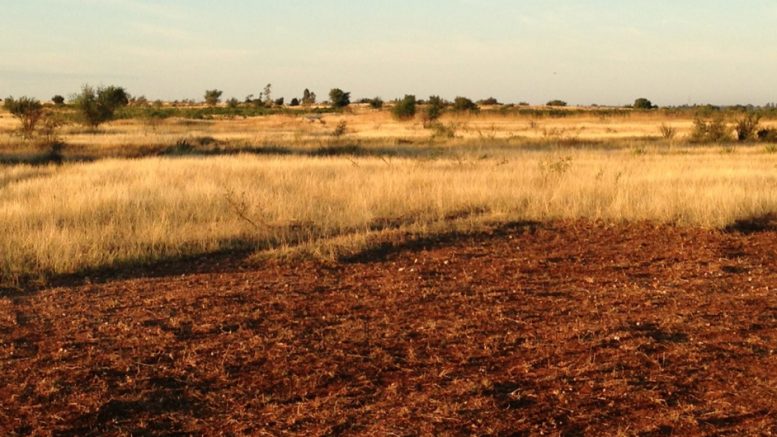 Landscape at NextSource Materials' Molo graphite project in southern Madagascar. Credit: NextSource Materials.