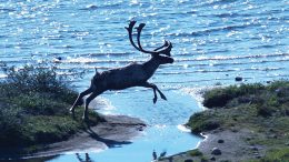 Environmental concerns relating to Nunavut’s regional Bathurst caribou herd stalled mine construction at Sabina Gold & Silver’s Back River gold project last year. The company considered caribou migration and calving activities in its subsequent application. Credit: Sabina Gold & Silver.