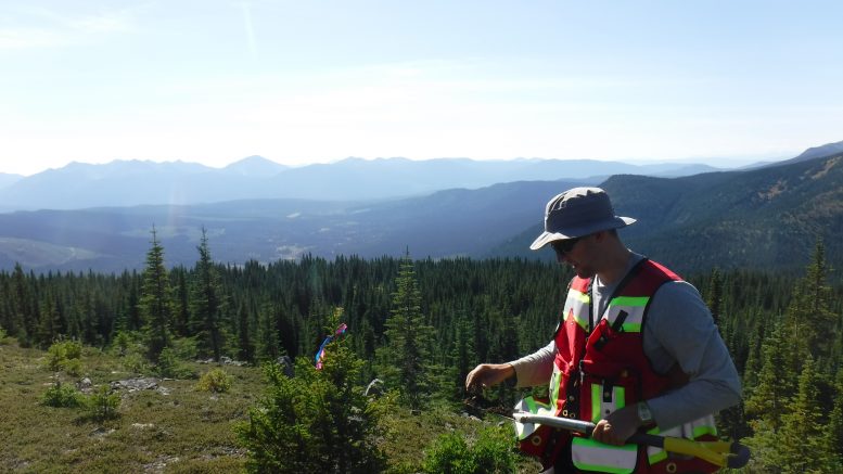 A worker examines soil during sampling at the Stardust project in British Columbia. Credit: Sun Metals.