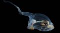 Transparent-bodied sea cucumber belongs to the Elpidiidae family and is called 'unicumber'